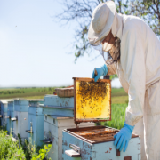 apicultura png